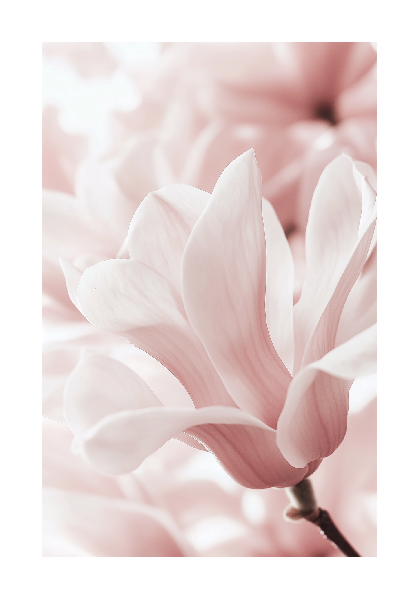 Blush Rose Magnolia Flower Poster