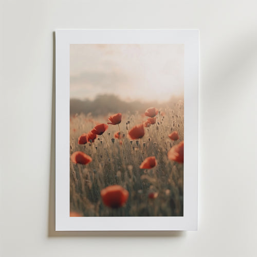 Postern Echoes of Summer Poster by Bozetto föreställer röda vallmor i ett solbelyst fält på FSC-certifierat premiumpapper, centrerad på en vit matta och placerad mot en ljus vägg, vilket framkallar en mjuk, drömsk stämning med mjukt naturligt ljus.