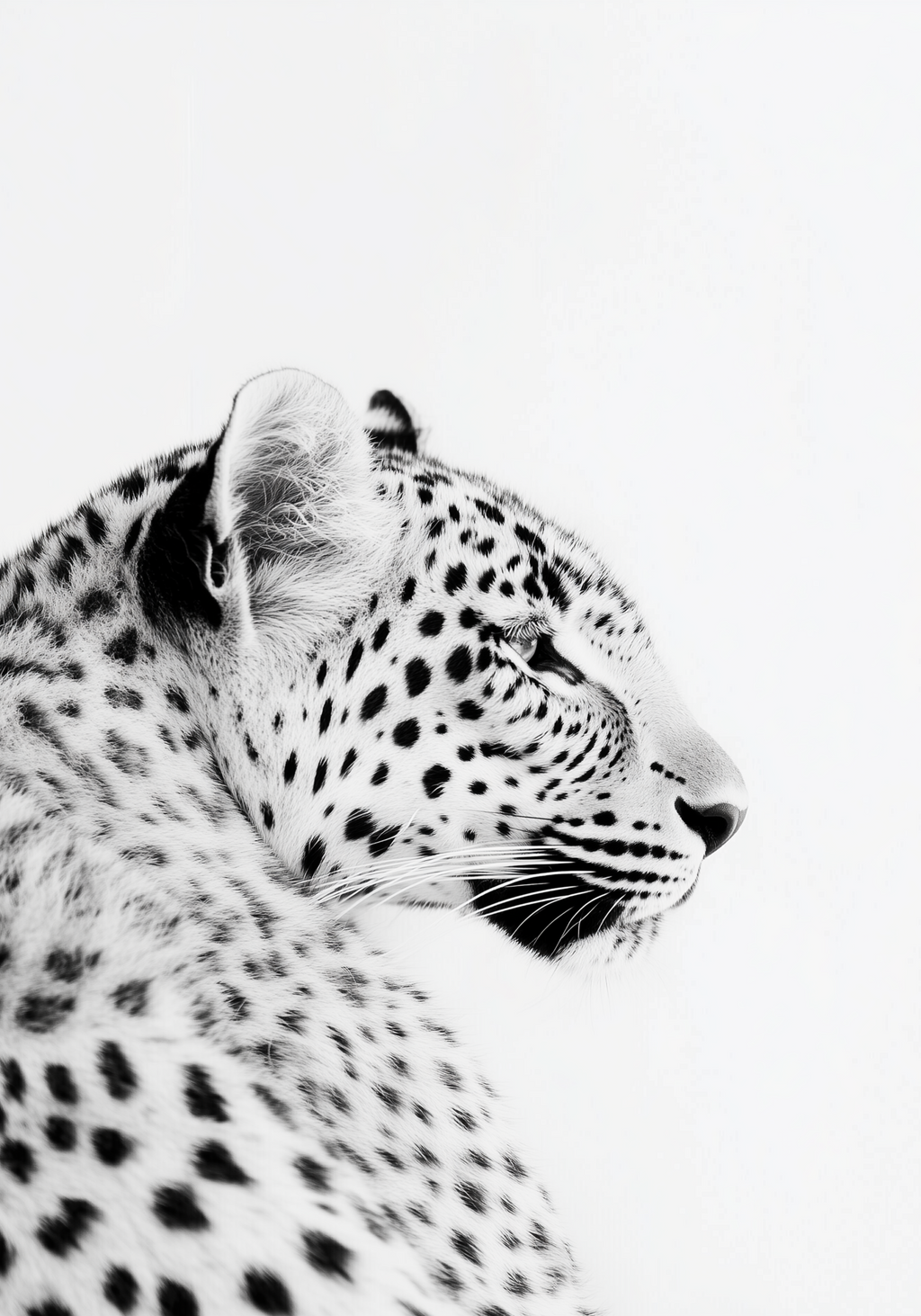 Black and White Leopard Poster
