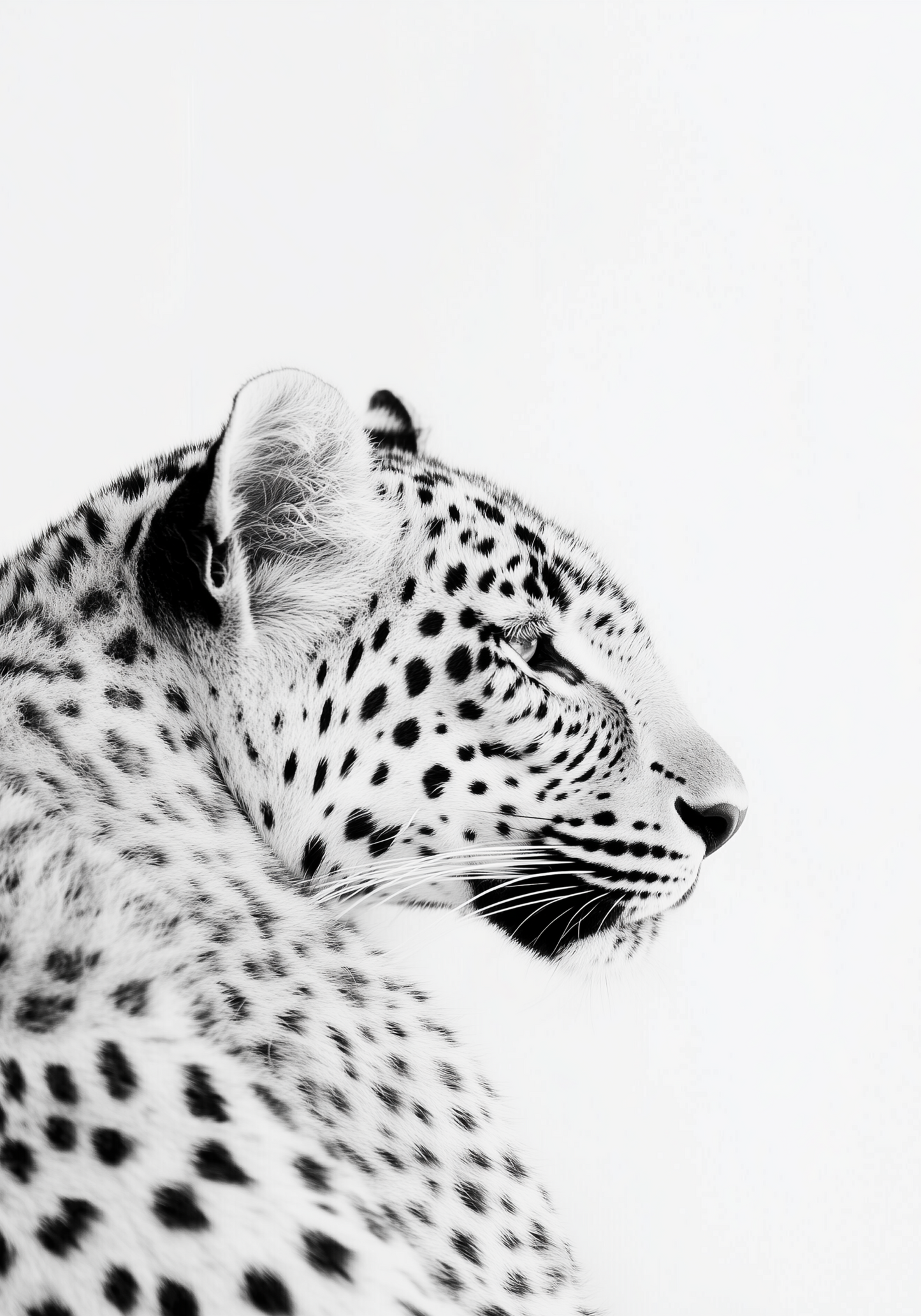 Black and White Leopard Poster