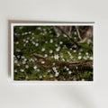 Star of Spring affisch inramad i neutral ram – se hur konsttrycket ser ut, Bozetto