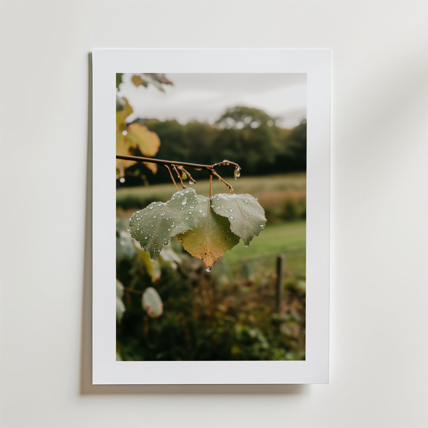 Postern After the Rain Poster by Bozetto föreställer två gröna blad med vattendroppar som hänger från en gren mot en suddig utomhusbakgrund, i en vit ram på lyxigt matt premiumpapper.