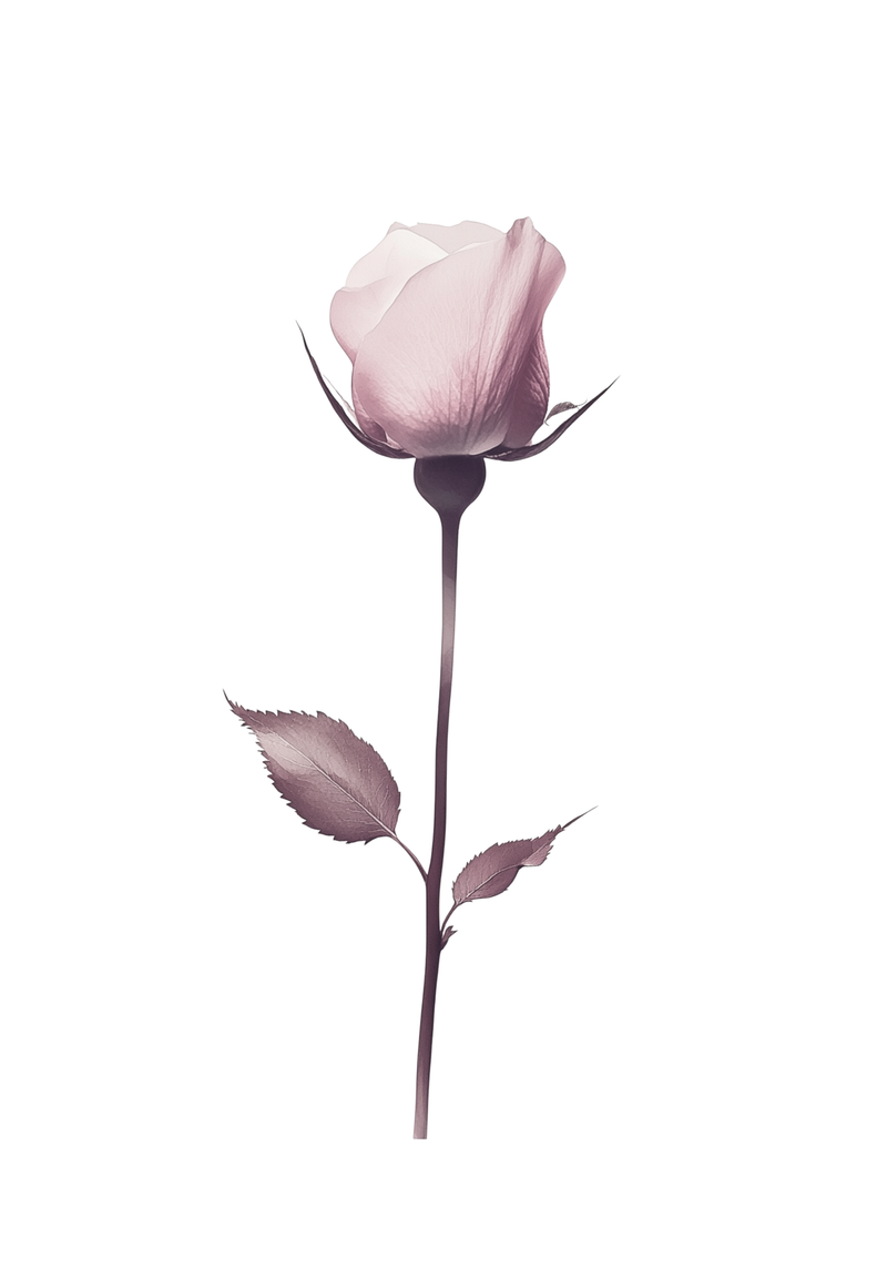Elegant pink rose stem Poster