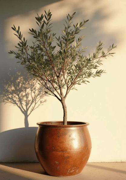 Potted olive tree in rustic terracotta poster