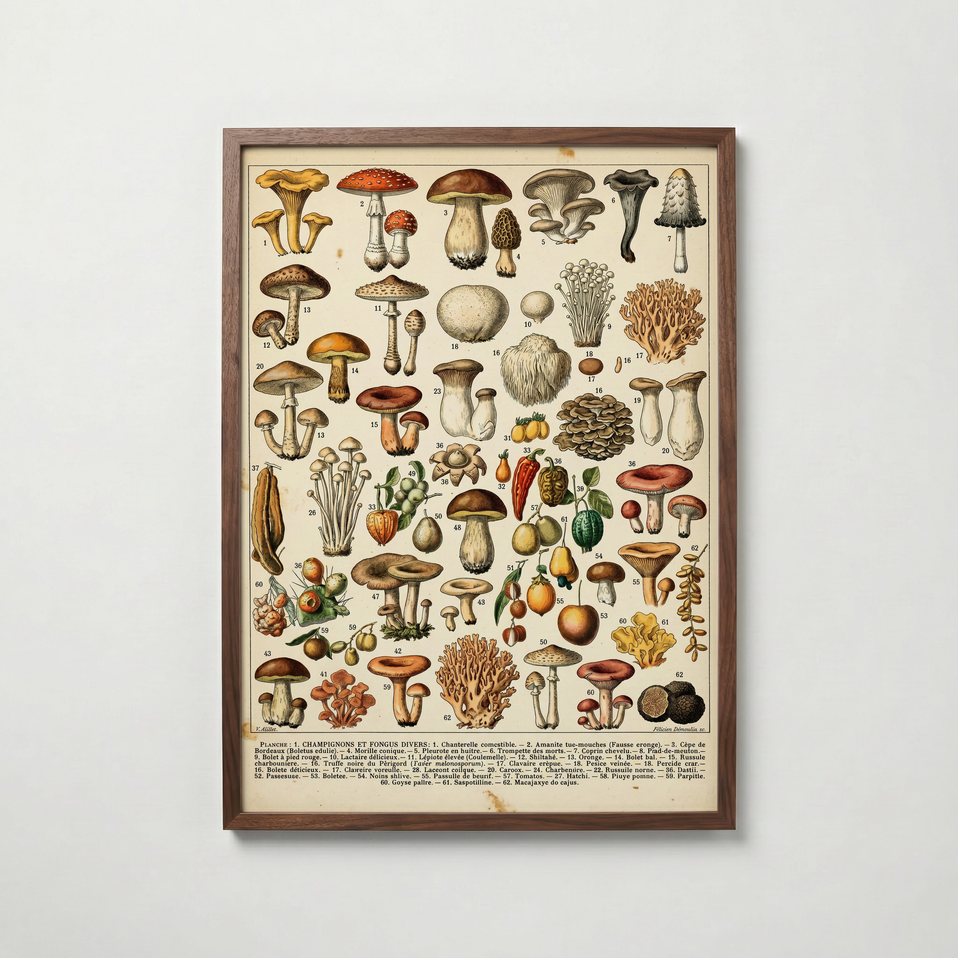 Champignons Divers Poster i vardagsrumsmiljö